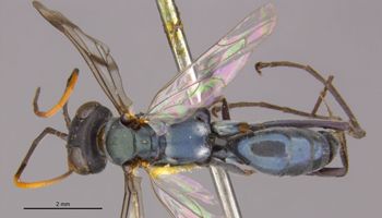 Media type: image;   Entomology 26607 Aspect: habitus dorsal view